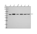 Anti-MCT1 Rabbit Monoclonal Antibody