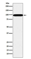 Western blot analysis of SFPQ expression in A431 cell lysate.