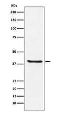 Western blot analysis of Arg2 expression in 293T cell lysate.