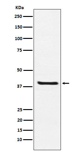 Western blot analysis of Arg2 expression in 293T cell lysate.