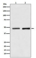 Western blot analysis of Reptin / RUVBL2 expression in (1) HeLa cell lysate; (2) NIH/3T3 cell lysate.