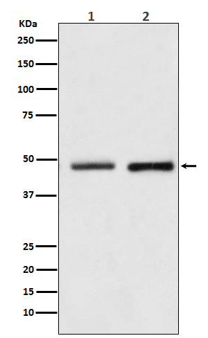 Western blot analysis of Reptin / RUVBL2 expression in (1) HeLa cell lysate; (2) NIH/3T3 cell lysate.