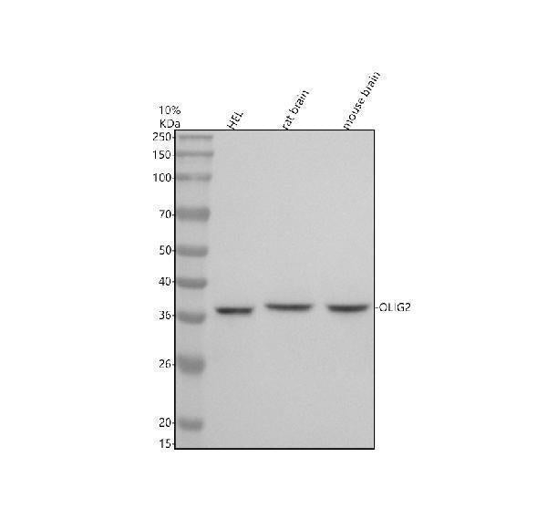 Anti-Olig2 Rabbit Monoclonal Antibody