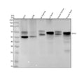 Anti-Dkk3 Rabbit Monoclonal Antibody