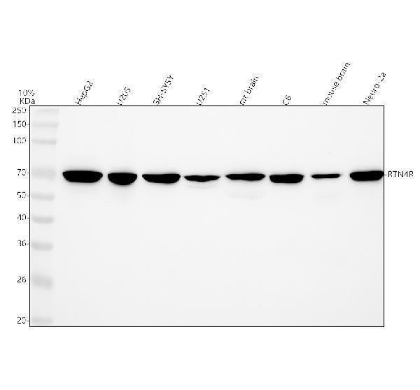 Anti-Nogo Receptor Rabbit Monoclonal Antibody