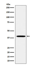 Western blot analysis of FOLR1 expression in HEK293 cell lysate.