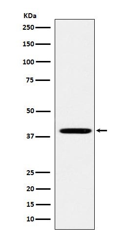 Western blot analysis of FOLR1 expression in HEK293 cell lysate.
