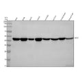 Anti-Nck NCK1 Monoclonal Antibody