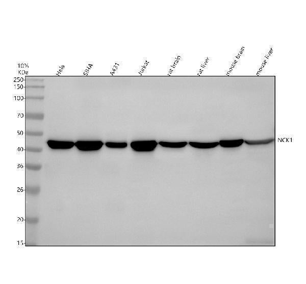 Anti-Nck NCK1 Monoclonal Antibody