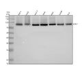 Anti-HIF-1 beta ARNT Rabbit Monoclonal Antibody
