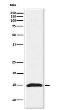 Western blot analysis of Fragilis expression in HeLa cell lysate.