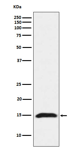 Western blot analysis of Fragilis expression in HeLa cell lysate.