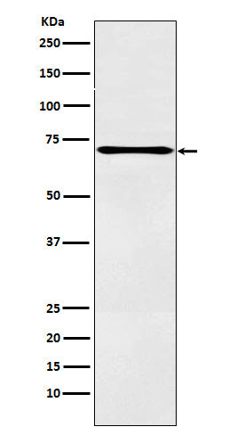 Western blot analysis of LOX12 expression in A431 cell lysate.