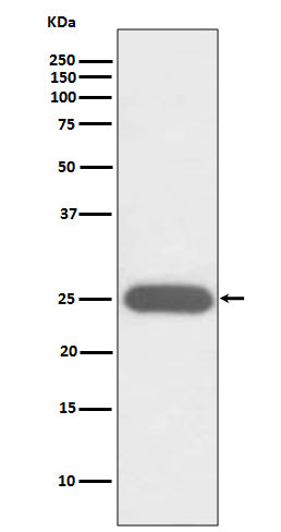 Western blot analysis of G-CSF expression in K562 cell lysate.