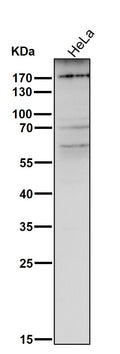 Anti-MRC1/Cd206 Rabbit Monoclonal Antibody