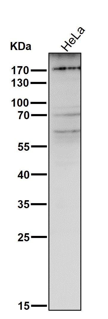 Anti-MRC1/Cd206 Rabbit Monoclonal Antibody