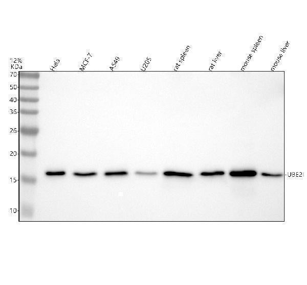 Anti-UBE2I/Ubc9 Rabbit Monoclonal Antibody