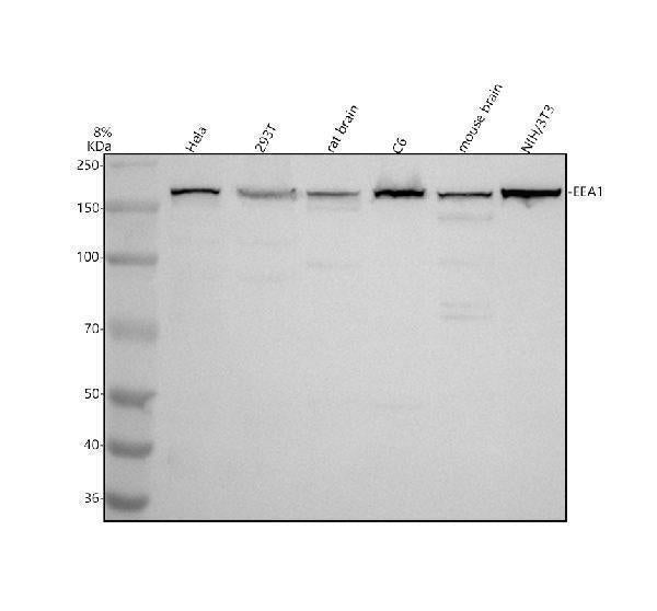 Anti-EEA1 Rabbit Monoclonal Antibody