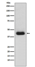 Western blot analysis of CD82 expression in Jurkat cell lysate.