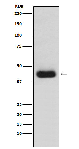 Western blot analysis of CD82 expression in Jurkat cell lysate.