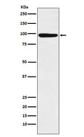 Anti-MCM4 Rabbit Monoclonal Antibody