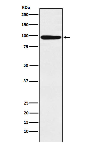 Anti-MCM4 Rabbit Monoclonal Antibody