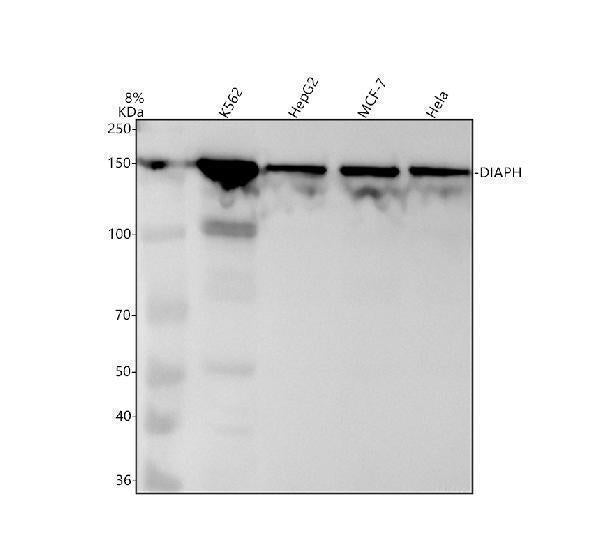 Anti-DIAPH1 Rabbit Monoclonal Antibody