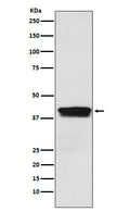 Western blot analysis of MBNL1 expression in Jurkat cell lysate.