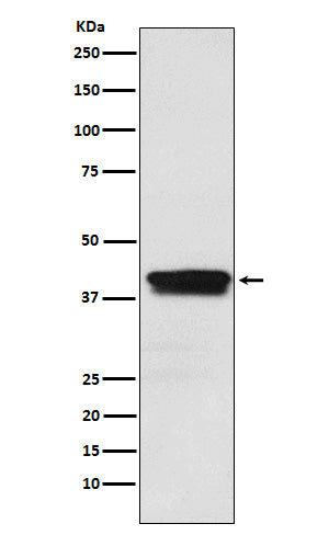 Western blot analysis of MBNL1 expression in Jurkat cell lysate.
