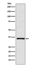 Western blot analysis of DMRT1 expression in HL-60 cell lysate.