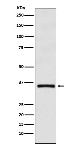 Western blot analysis of DMRT1 expression in HL-60 cell lysate.