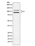 Western blot analysis of ILF3 expression in HeLa cell lysate.