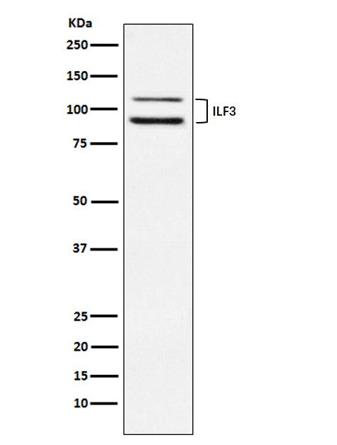 Western blot analysis of ILF3 expression in HeLa cell lysate.