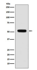 Western blot analysis of Fibulin 5 expression in mouse heart lysate.