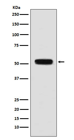 Western blot analysis of Fibulin 5 expression in mouse heart lysate.