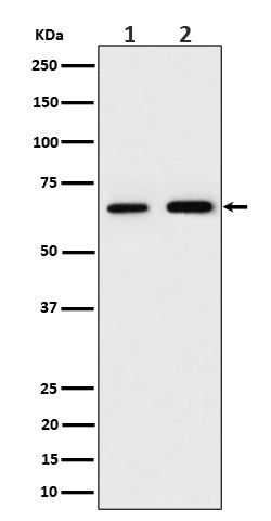 Western blot analysis of PGM1 expression in (1) 293 cell lysate; (2) RAW 264.7 cell lysate.