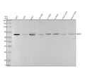 Anti-SENP2 Rabbit Monoclonal Antibody