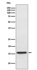 Western blot analysis of VAMP2 expression in mouse brain lysate.