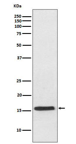 Western blot analysis of VAMP2 expression in mouse brain lysate.