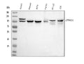 Anti-delta 1 Catenin/CAS/CTNND1 Antibody Picoband® (monoclonal, 8G7E4)