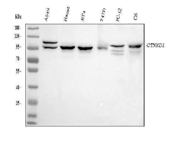 Anti-delta 1 Catenin/CAS/CTNND1 Antibody Picoband® (monoclonal, 8G7E4)