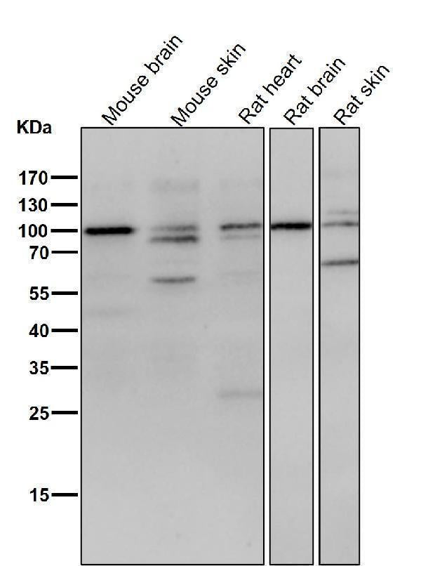 All lanes use the Antibody at 1:3K dilution for 1 hour at room temperature.