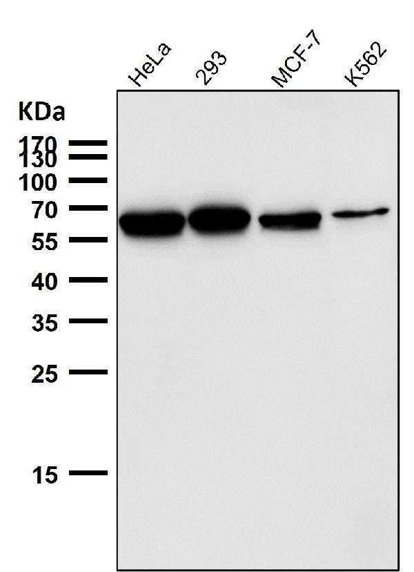 All lanes use the Antibody at 1:5K dilution for 1 hour at room temperature.