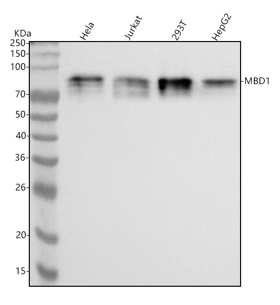 Anti-MBD1 Monoclonal Antibody