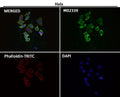 Immunofluorescent analysis using the Antibody at 1:50 dilution.