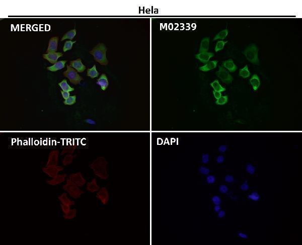 Immunofluorescent analysis using the Antibody at 1:50 dilution.