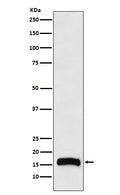 Western blot analysis of FLAP expression in THP1 cell lysate.