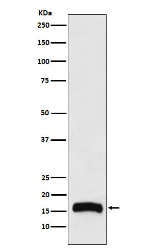 Western blot analysis of FLAP expression in THP1 cell lysate.