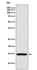 Western blot analysis of RPS19 expression in HeLa cell lysate.