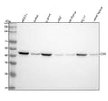 Anti-CCR9 Rabbit Monoclonal Antibody